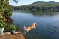 Golden retriever jump