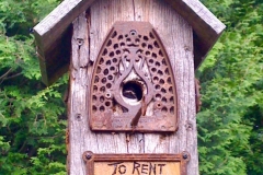 baby Chickadee ready to fledge