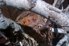 baby robins in nest