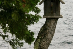 bird house tree stump