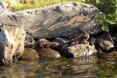 mink at shoreline fixed