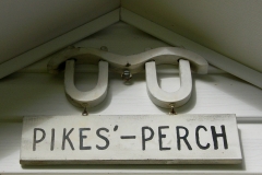 pikes perch