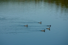 Shadow loons