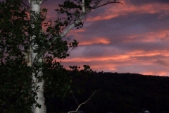 birch sunset